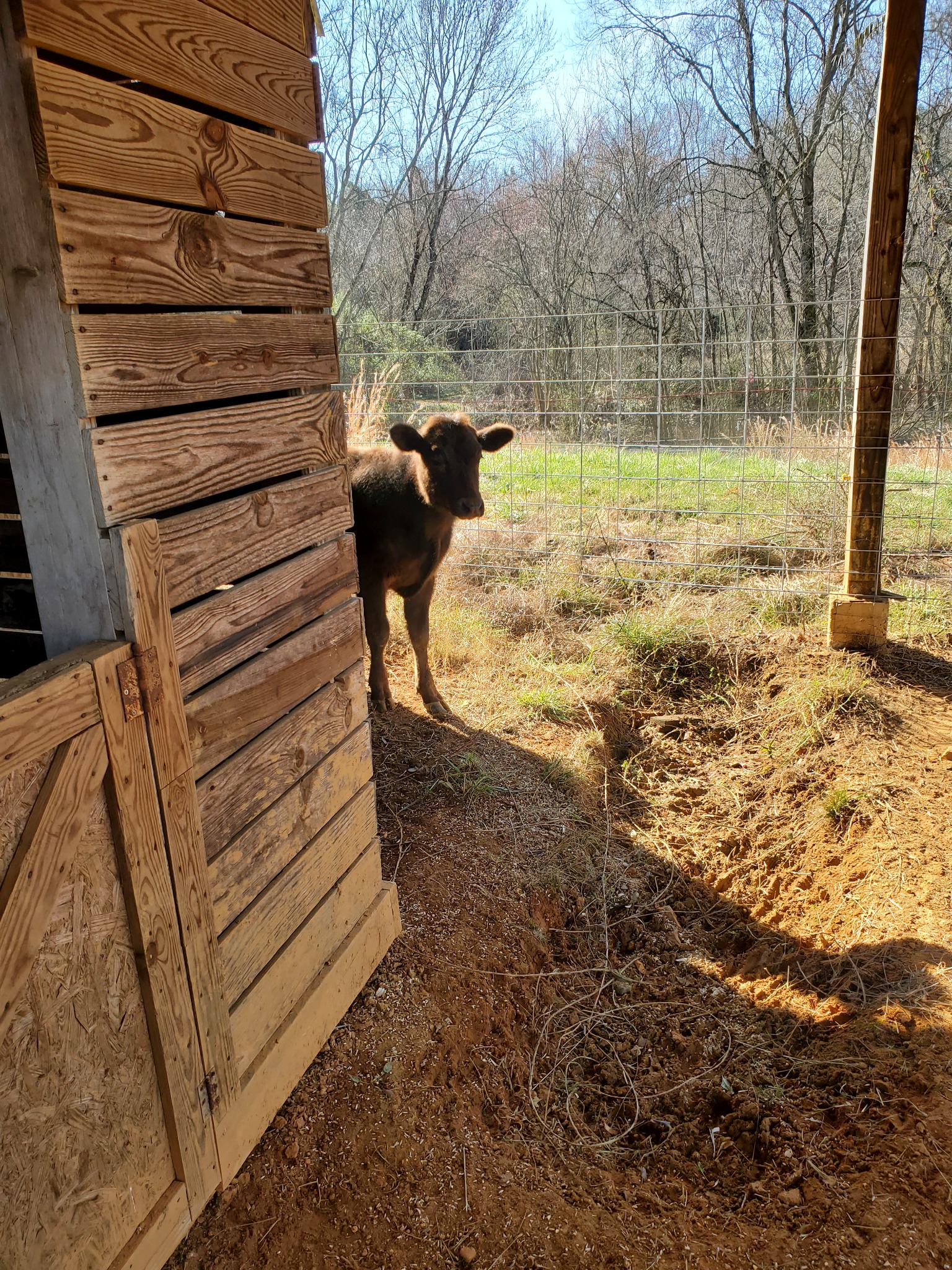 Livestock shelter within a fenced area