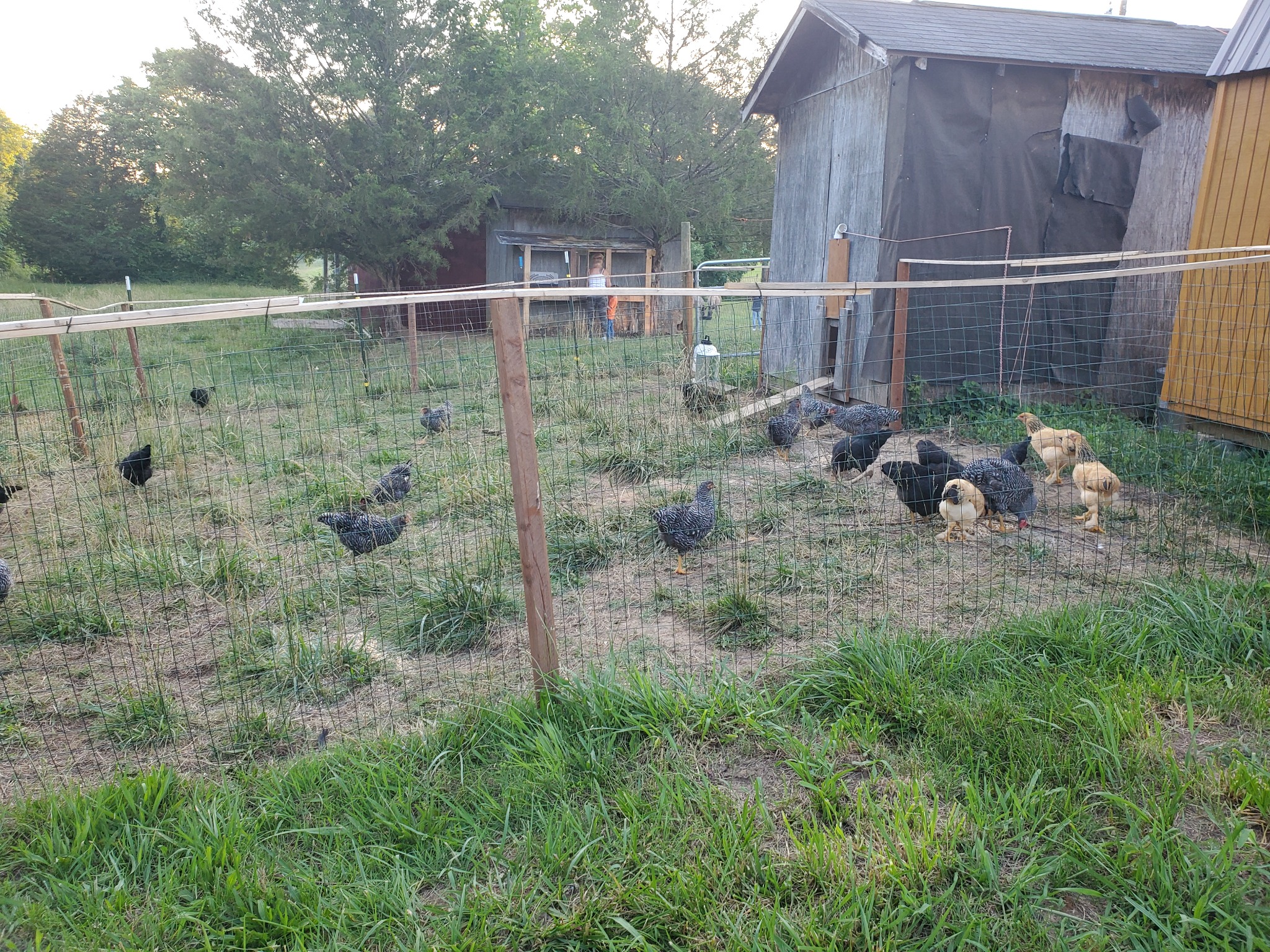 Established fenced poultry area and outbuildings