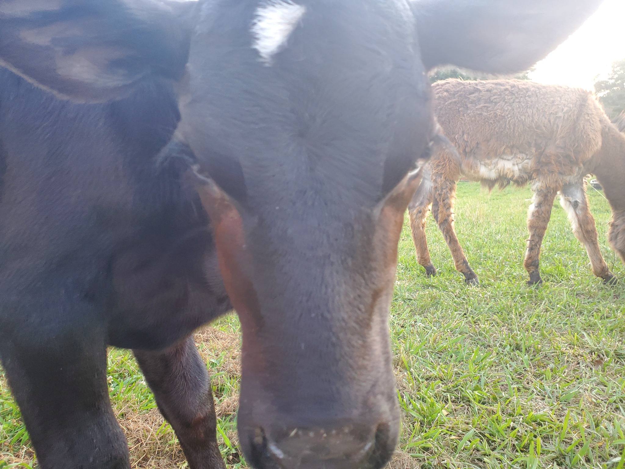 Livestock enjoying the pasture