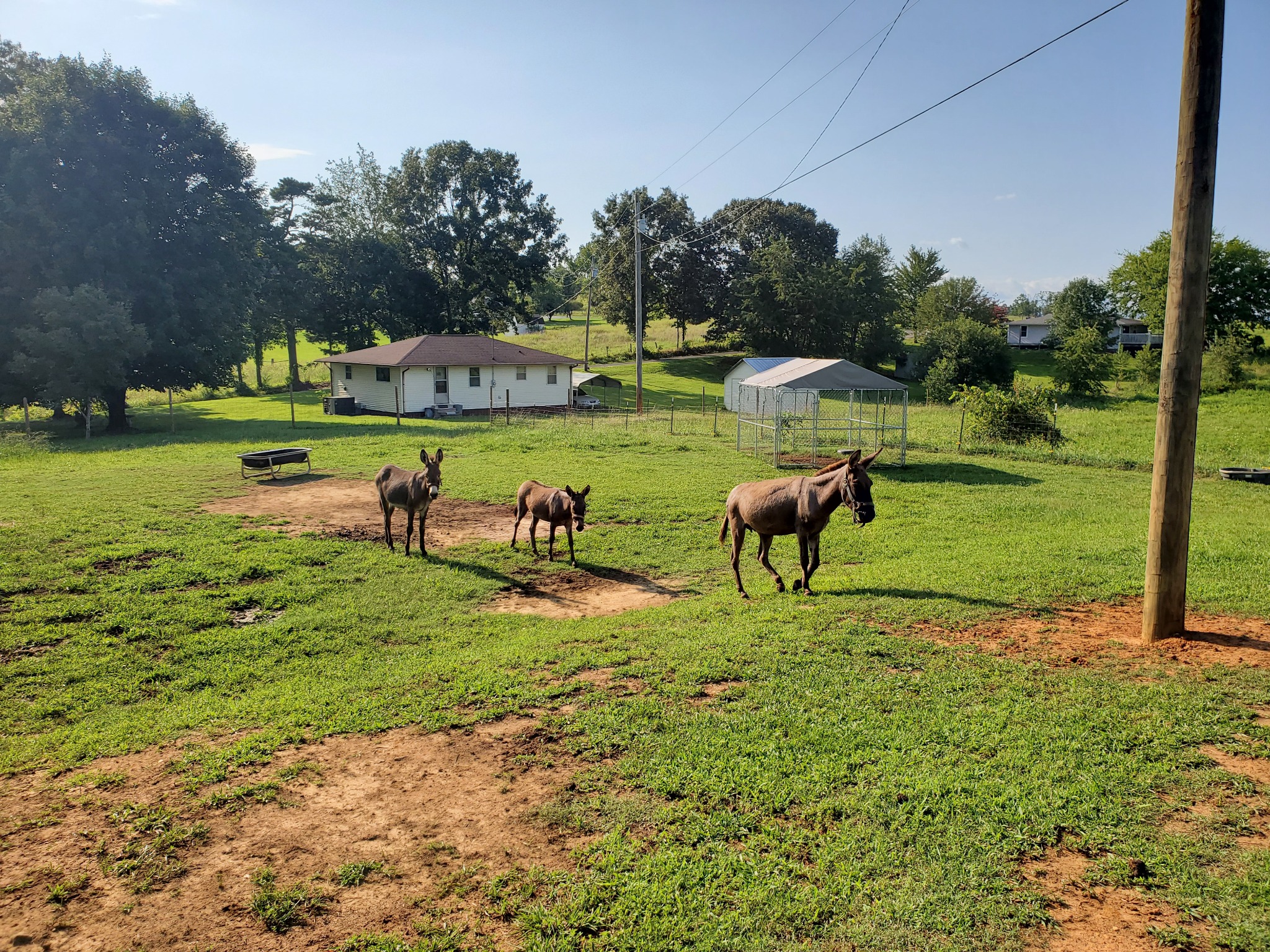 Fenced green pasture with livestock