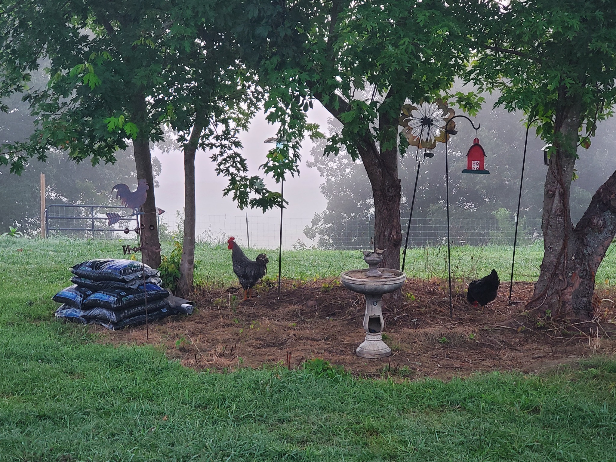 Shaded yard beneath mature trees