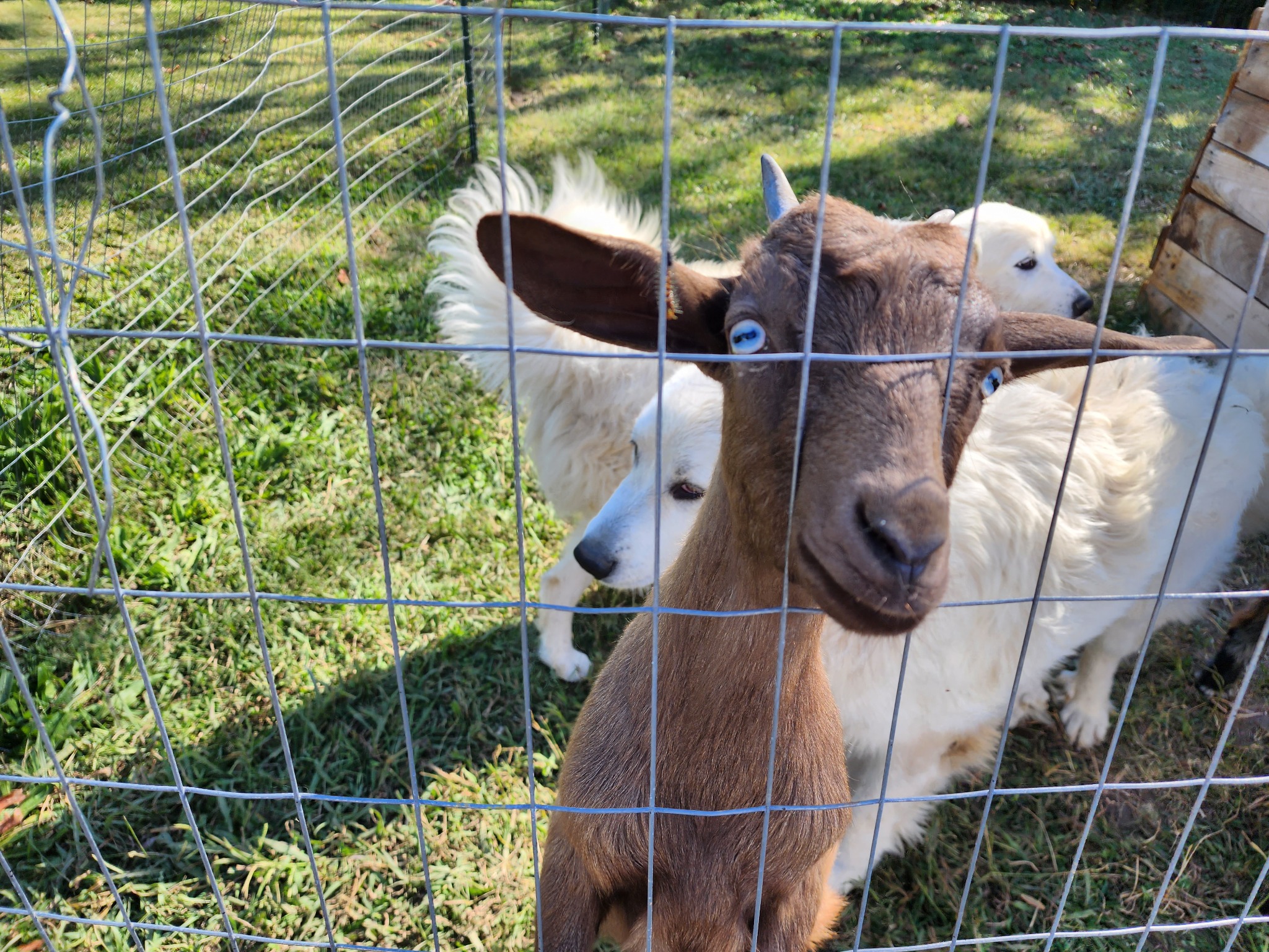 Livestock within an established fenced area