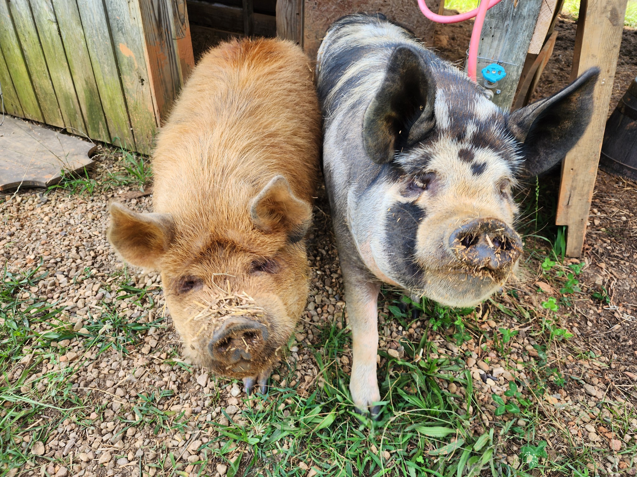 Farm animals near one of the shelters